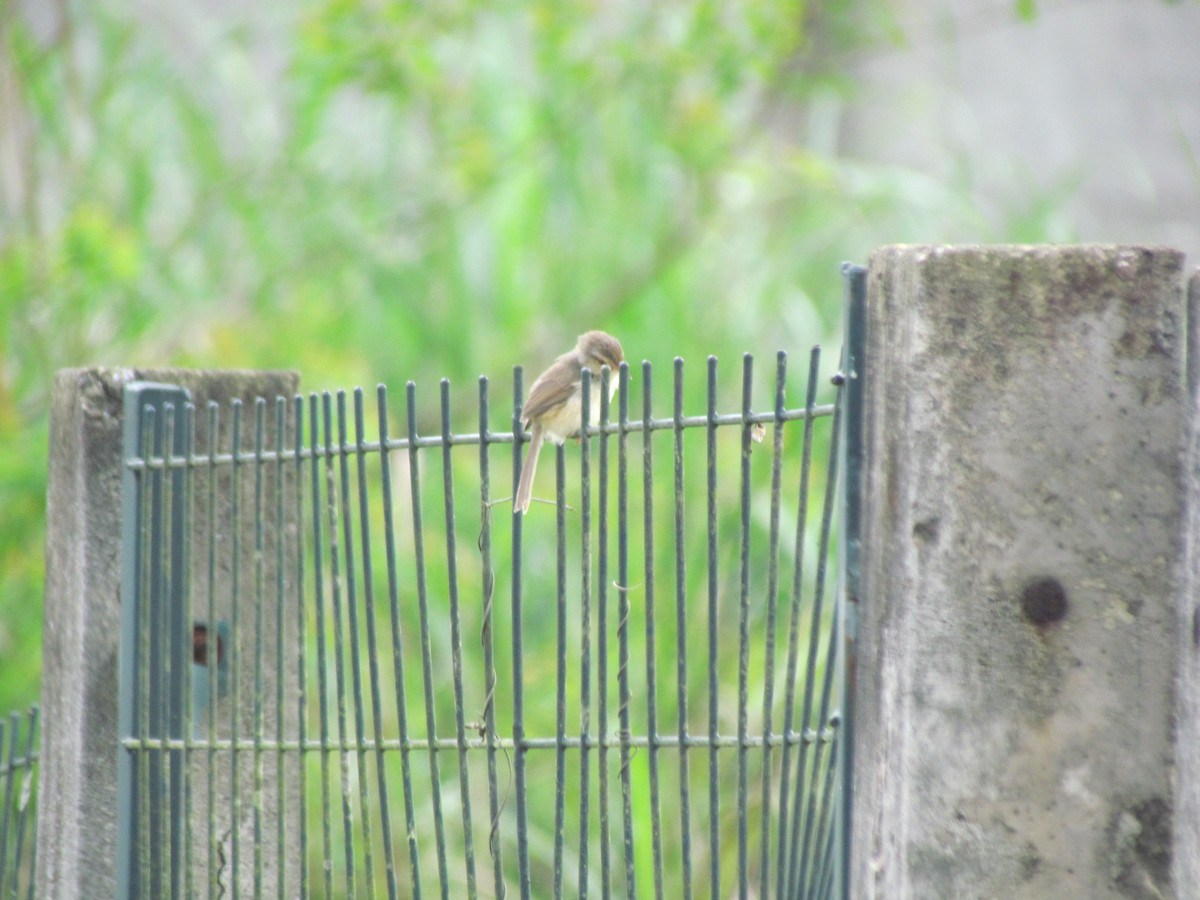 Plain Prinia - ML618135317