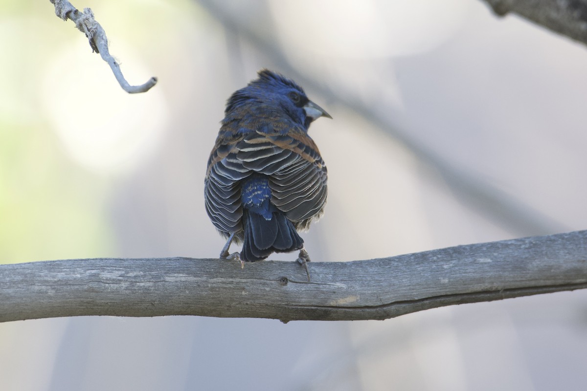 Blue Grosbeak - Bridget Spencer