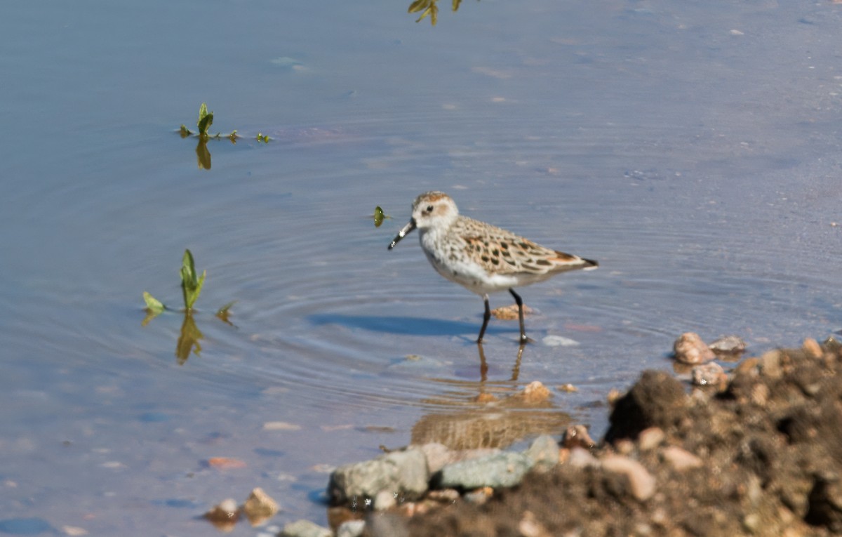 Western Sandpiper - Nick Pulcinella