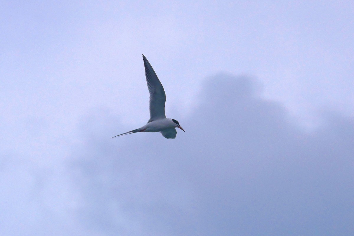 Forster's Tern - Sandeep Biswas