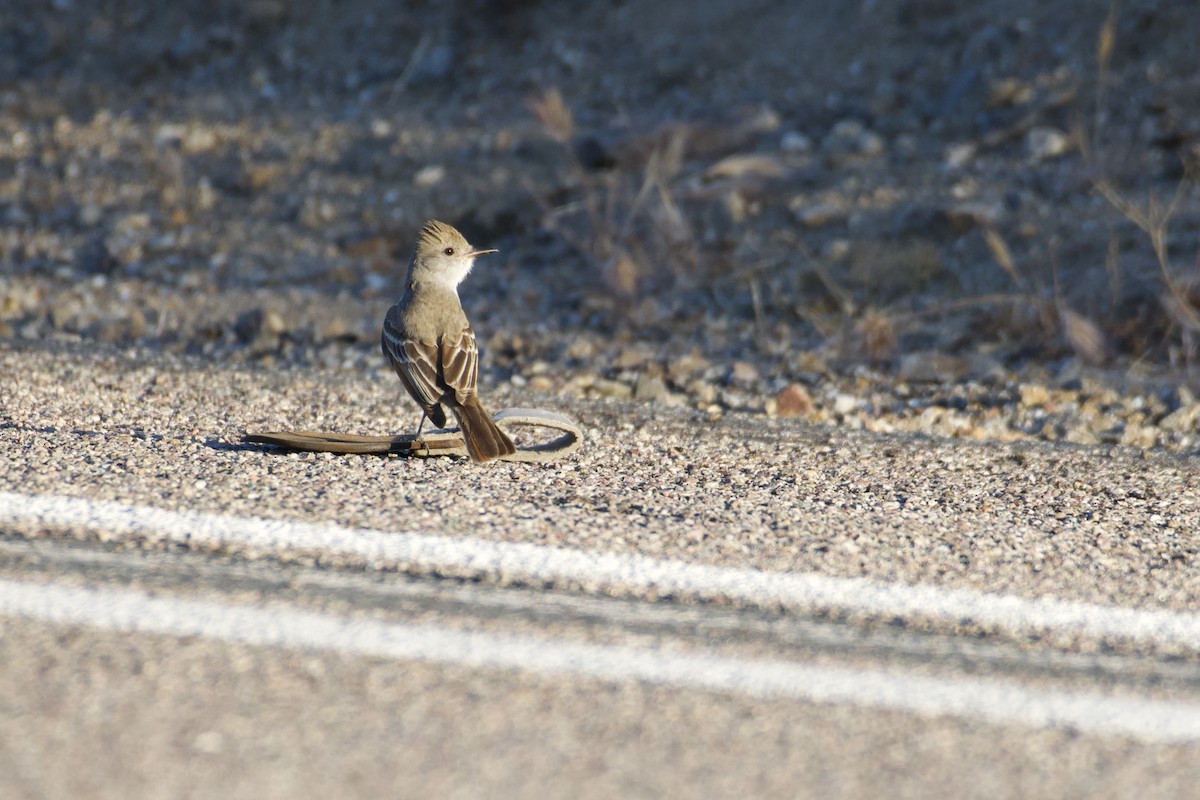 Ash-throated Flycatcher - Bridget Spencer