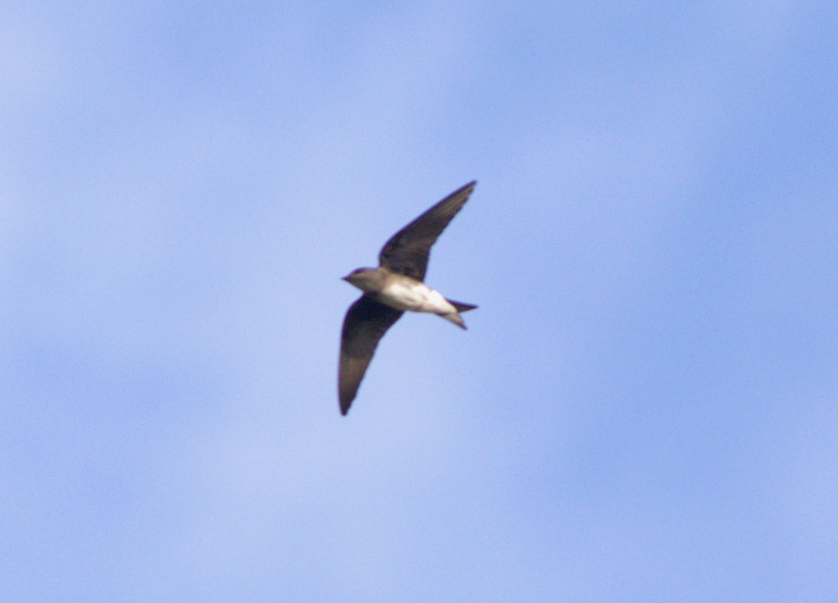 Caribbean Martin - Greg Roberts