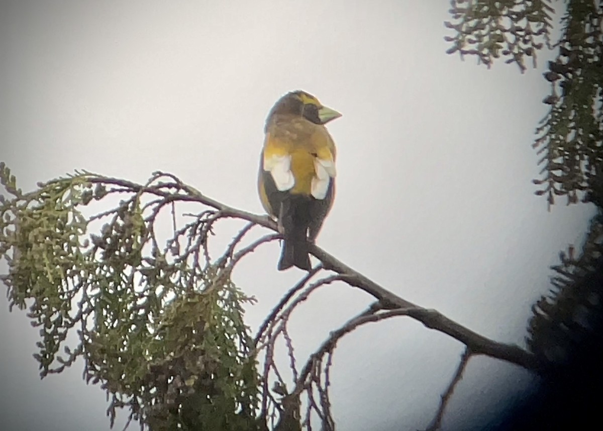 Evening Grosbeak - Craig R Miller