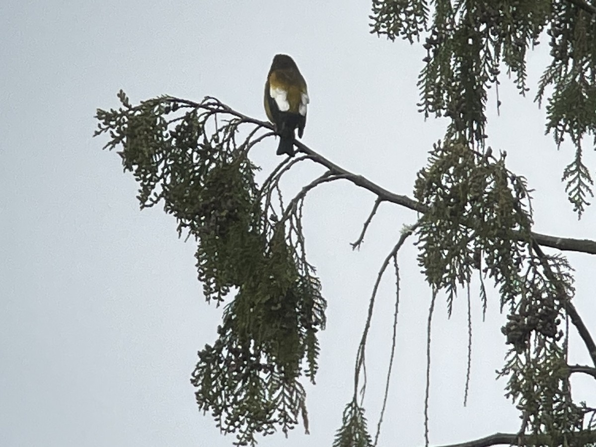 Evening Grosbeak - Craig R Miller