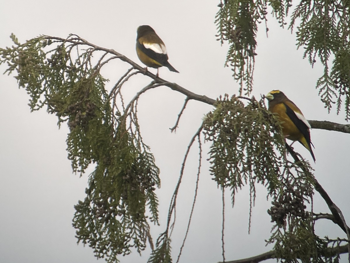 Evening Grosbeak - Craig R Miller