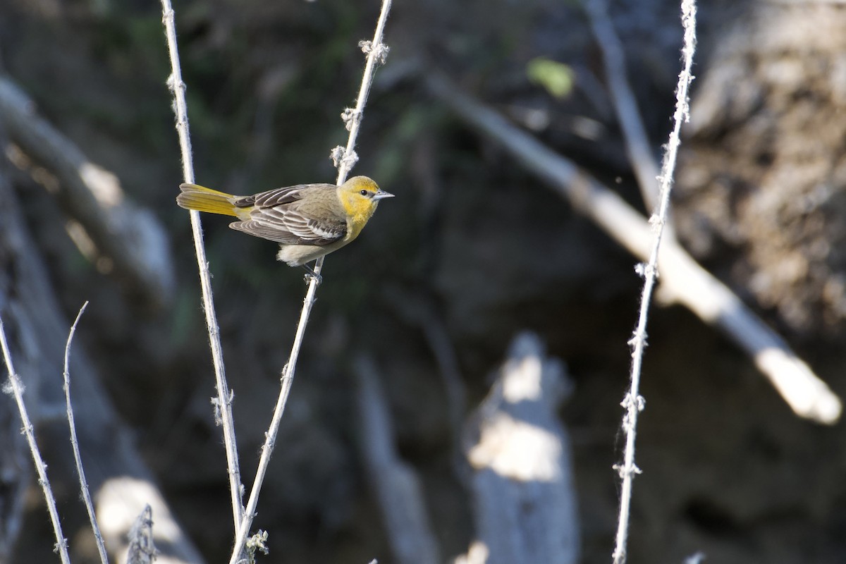 Bullock's Oriole - Bridget Spencer