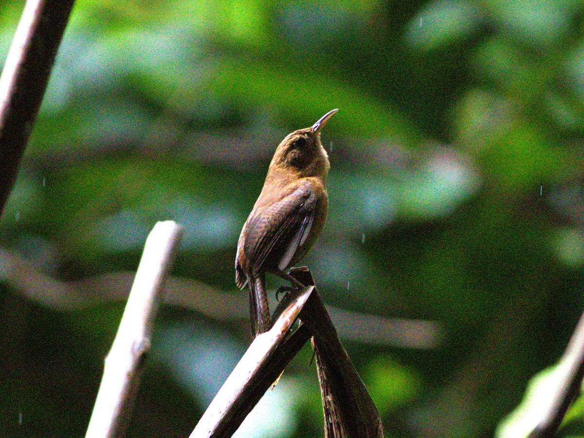 House Wren - Greg Roberts