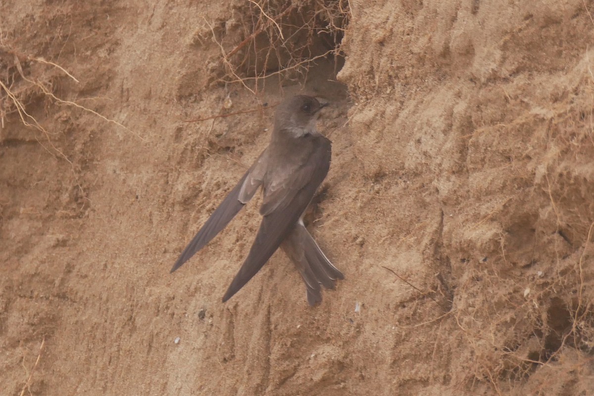 Bank Swallow - Sandeep Biswas