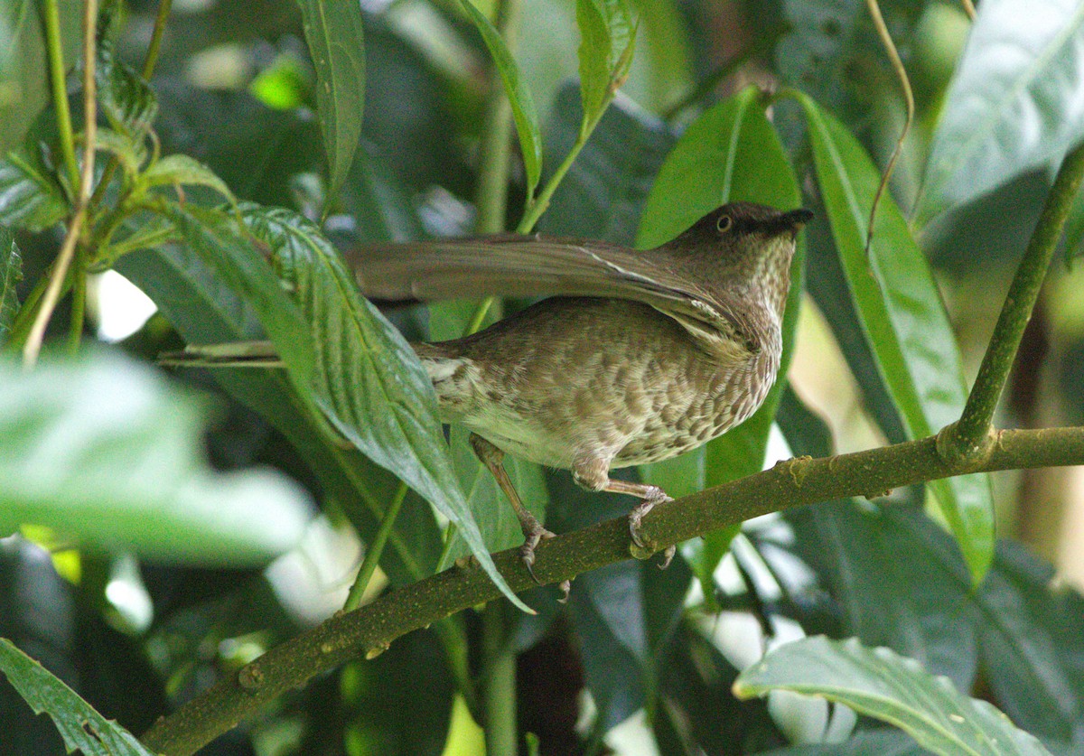 Scaly-breasted Thrasher - Greg Roberts