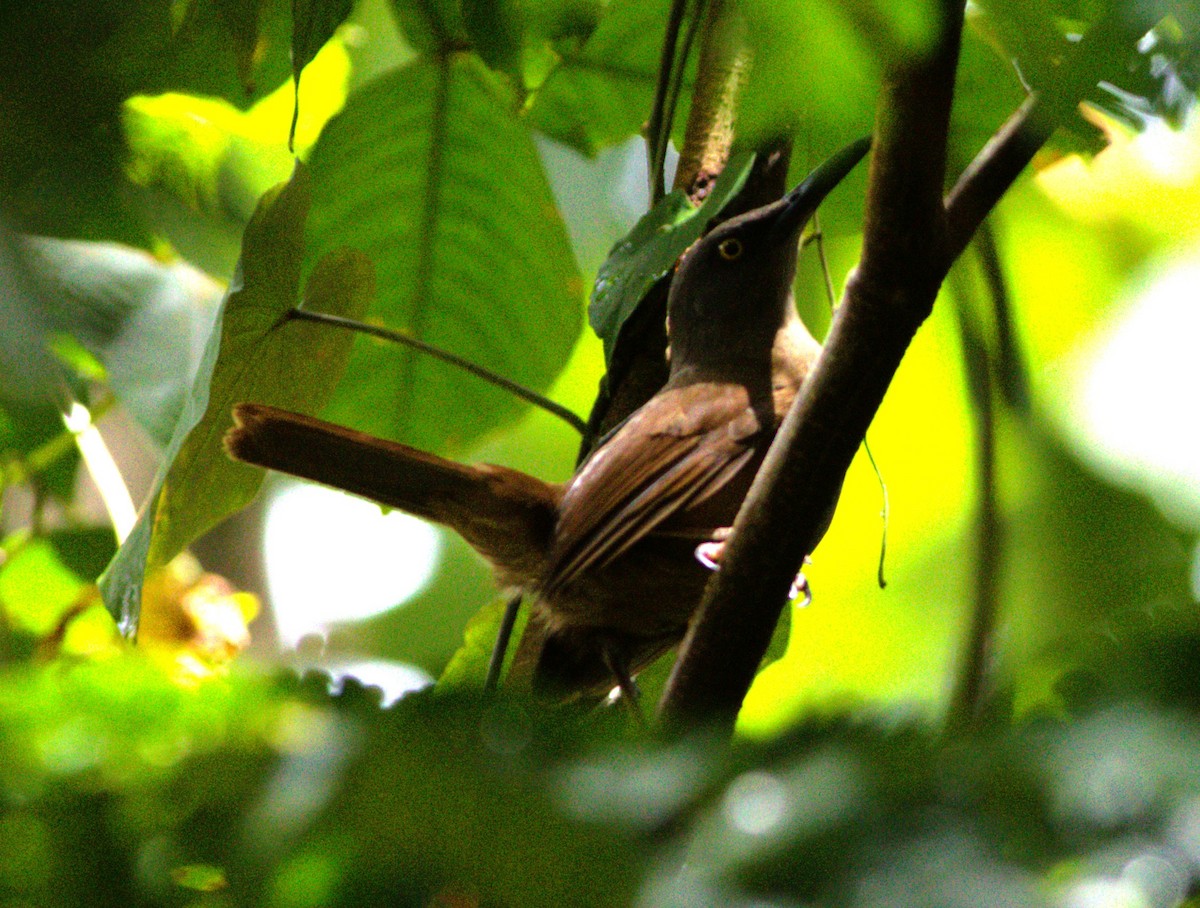 Brown Trembler - Greg Roberts