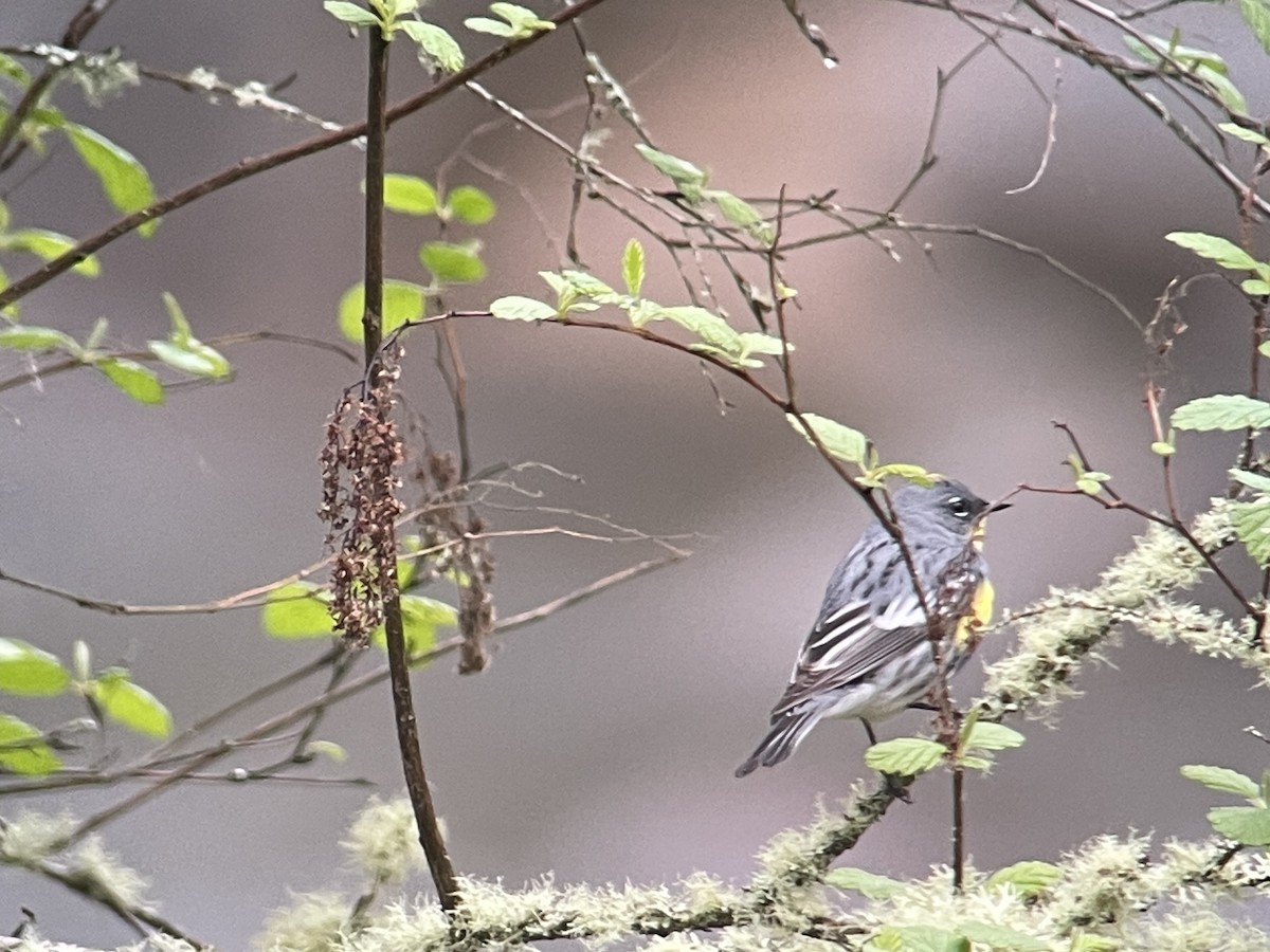 Yellow-rumped Warbler - Craig R Miller