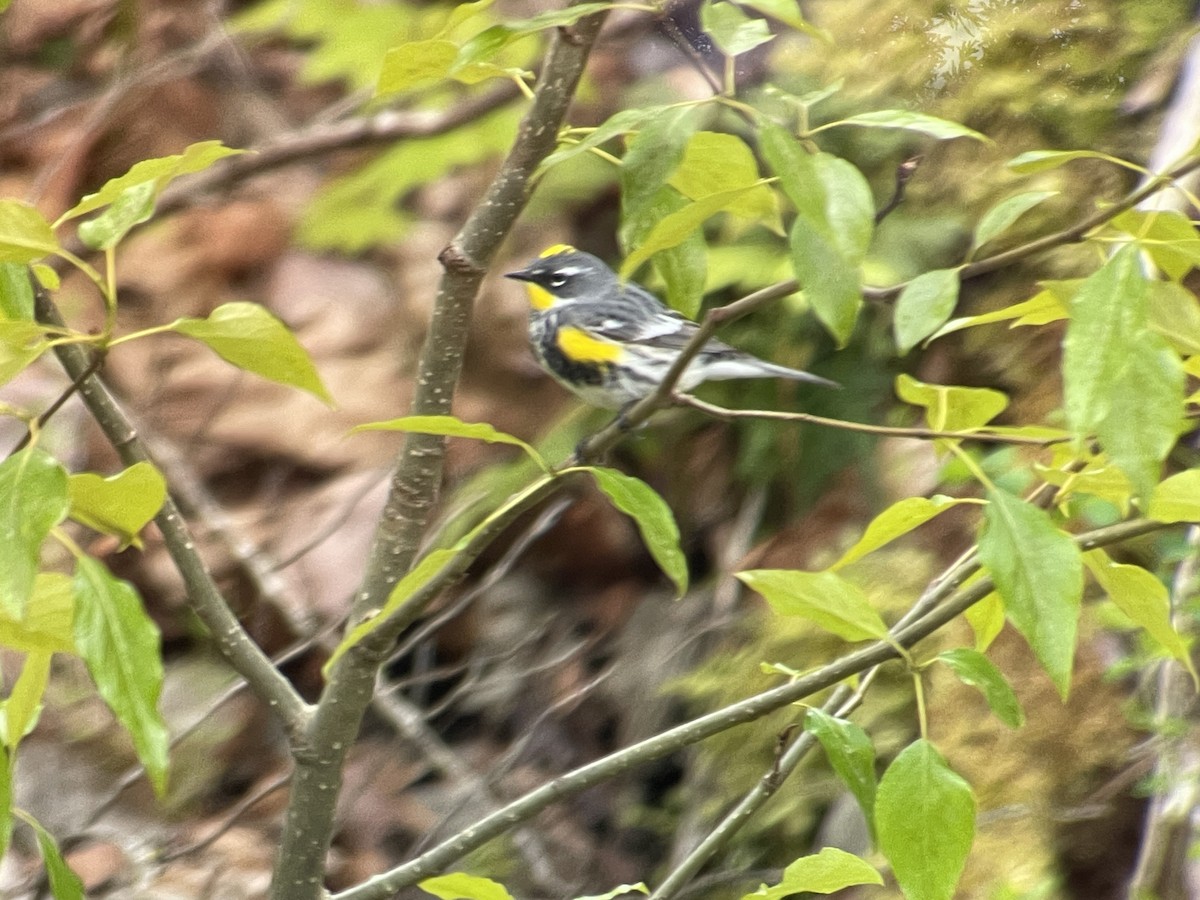 Yellow-rumped Warbler - Craig R Miller