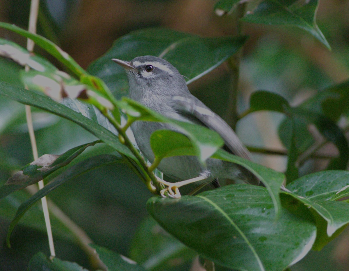 Plumbeous Warbler - Greg Roberts