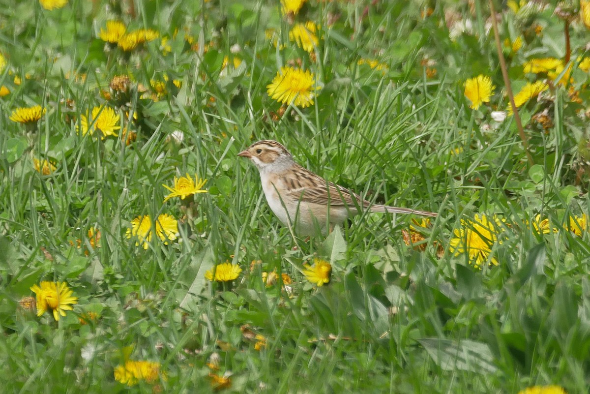 Clay-colored Sparrow - Sandeep Biswas