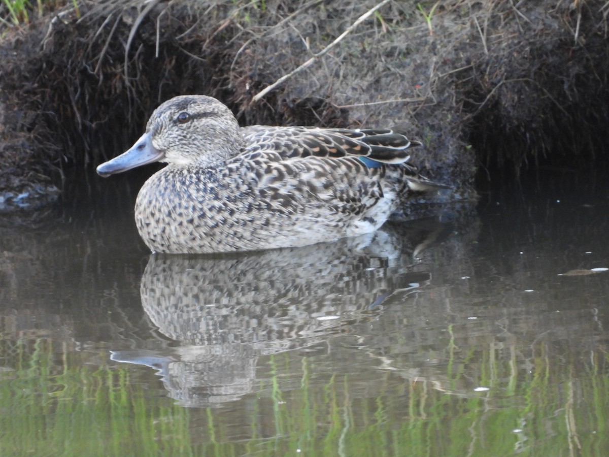 Green-winged Teal - ML618135439