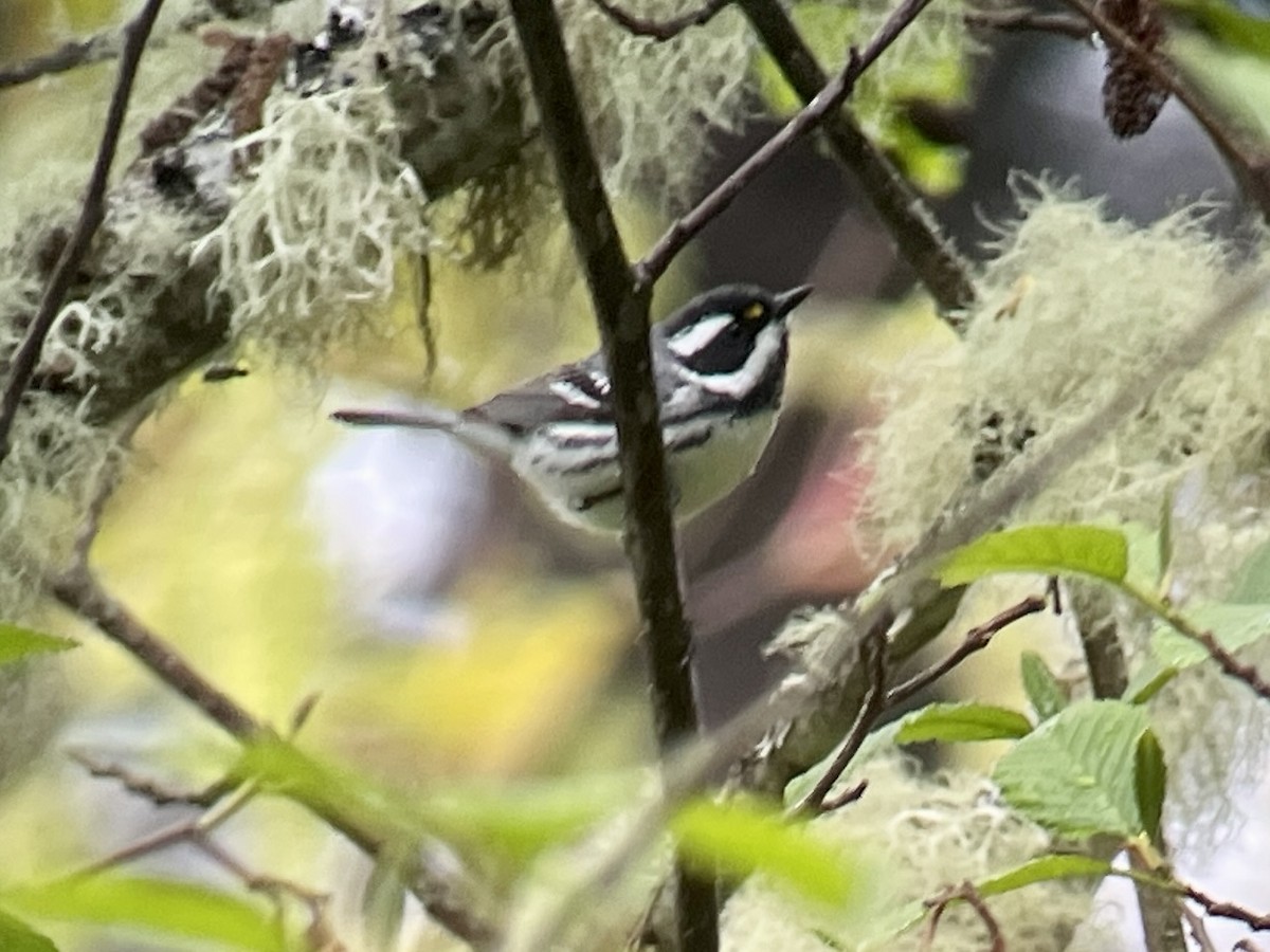 Black-throated Gray Warbler - Craig R Miller