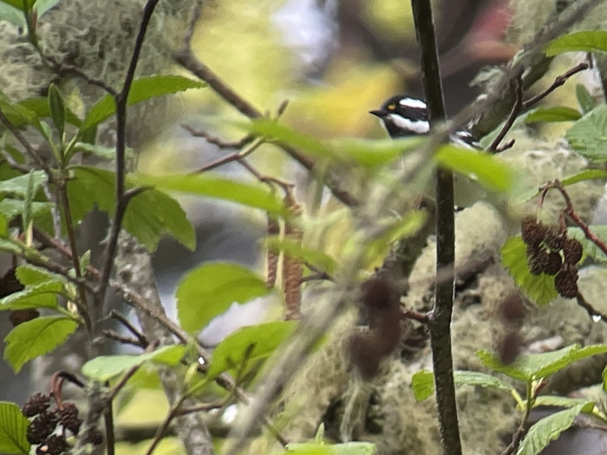 Black-throated Gray Warbler - ML618135443