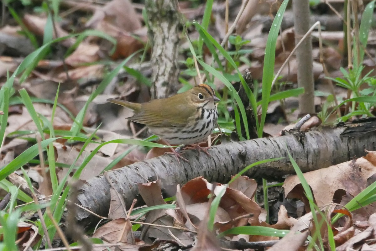 Ovenbird - Sandeep Biswas