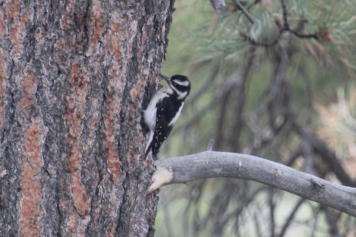 Hairy Woodpecker - Connor Thomas