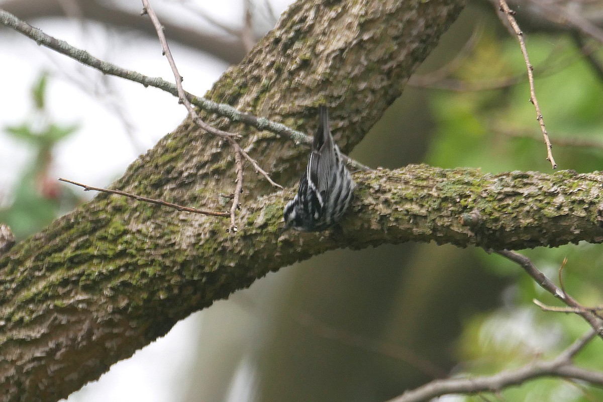 Black-and-white Warbler - Sandeep Biswas