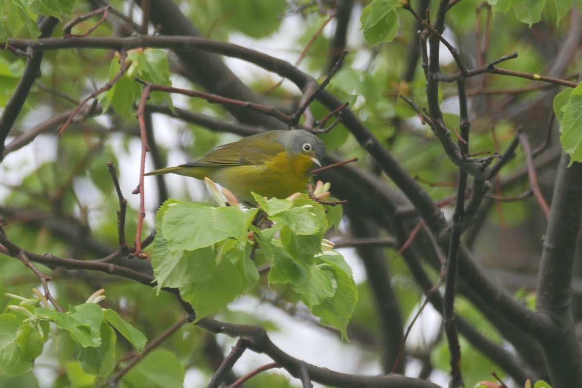 Nashville Warbler - Sandeep Biswas