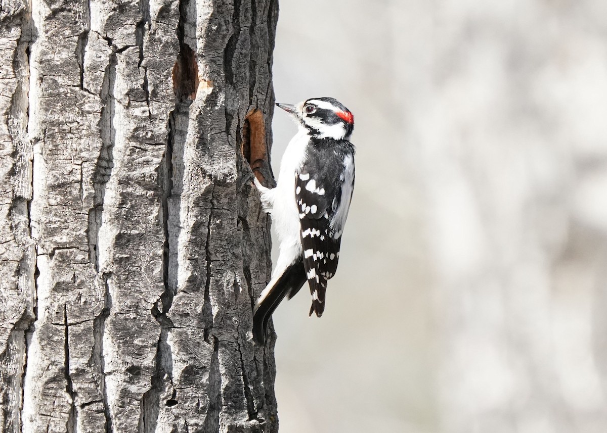 Downy Woodpecker - Pam Hardy