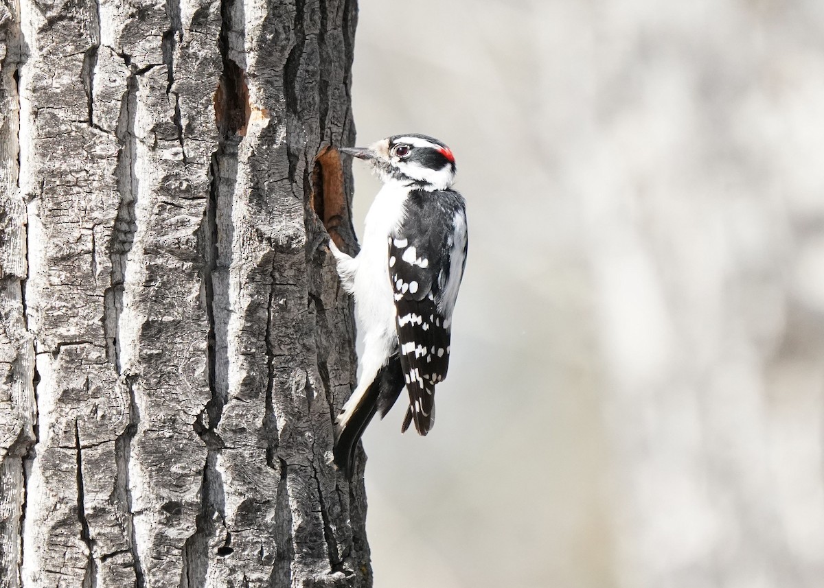 Downy Woodpecker - Pam Hardy