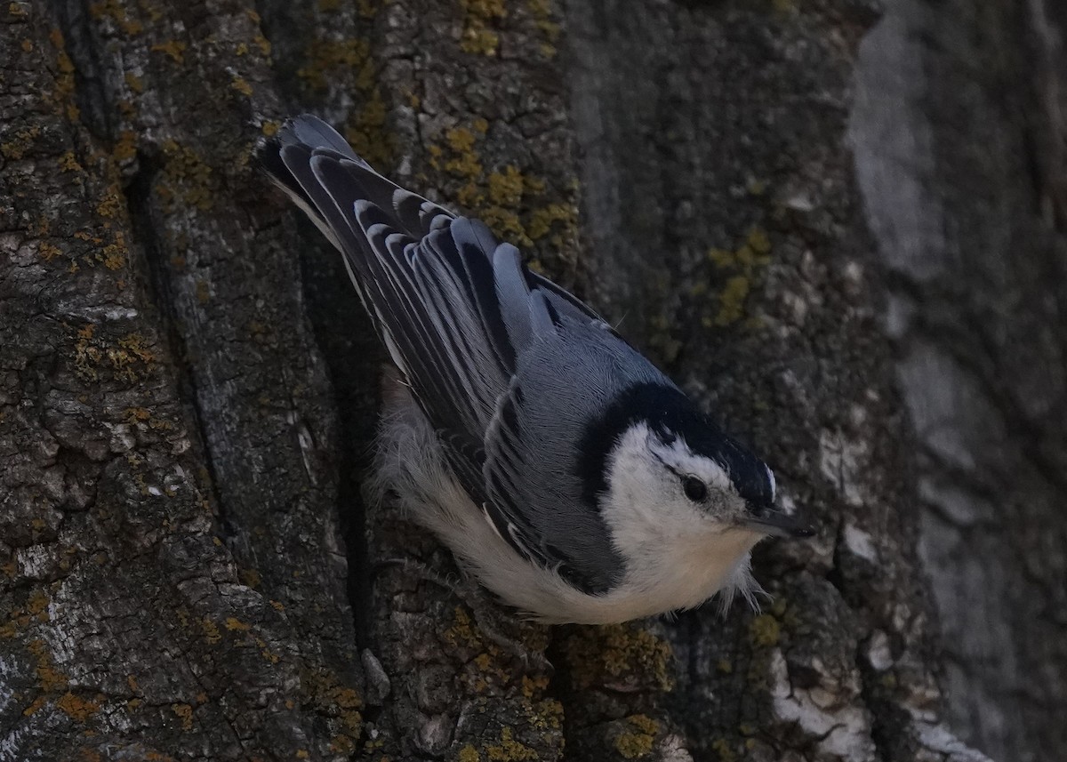 White-breasted Nuthatch - Pam Hardy