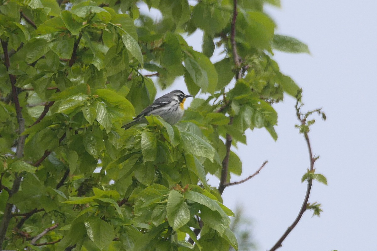 Yellow-throated Warbler - Sandeep Biswas