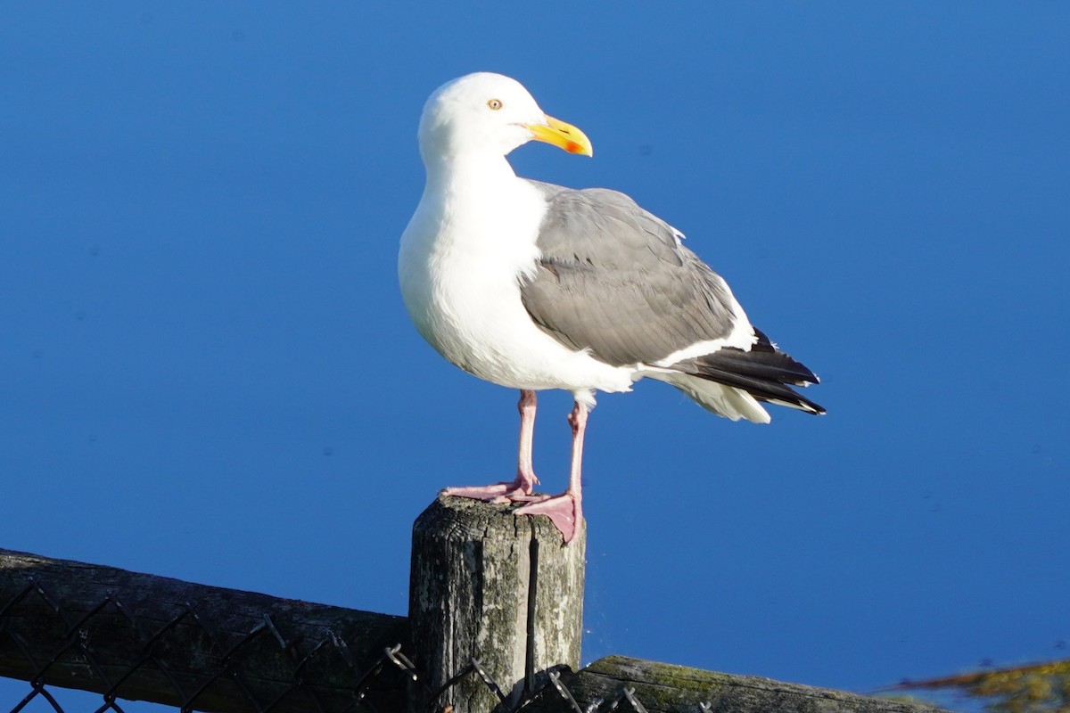 Western Gull - Dawn Hovey