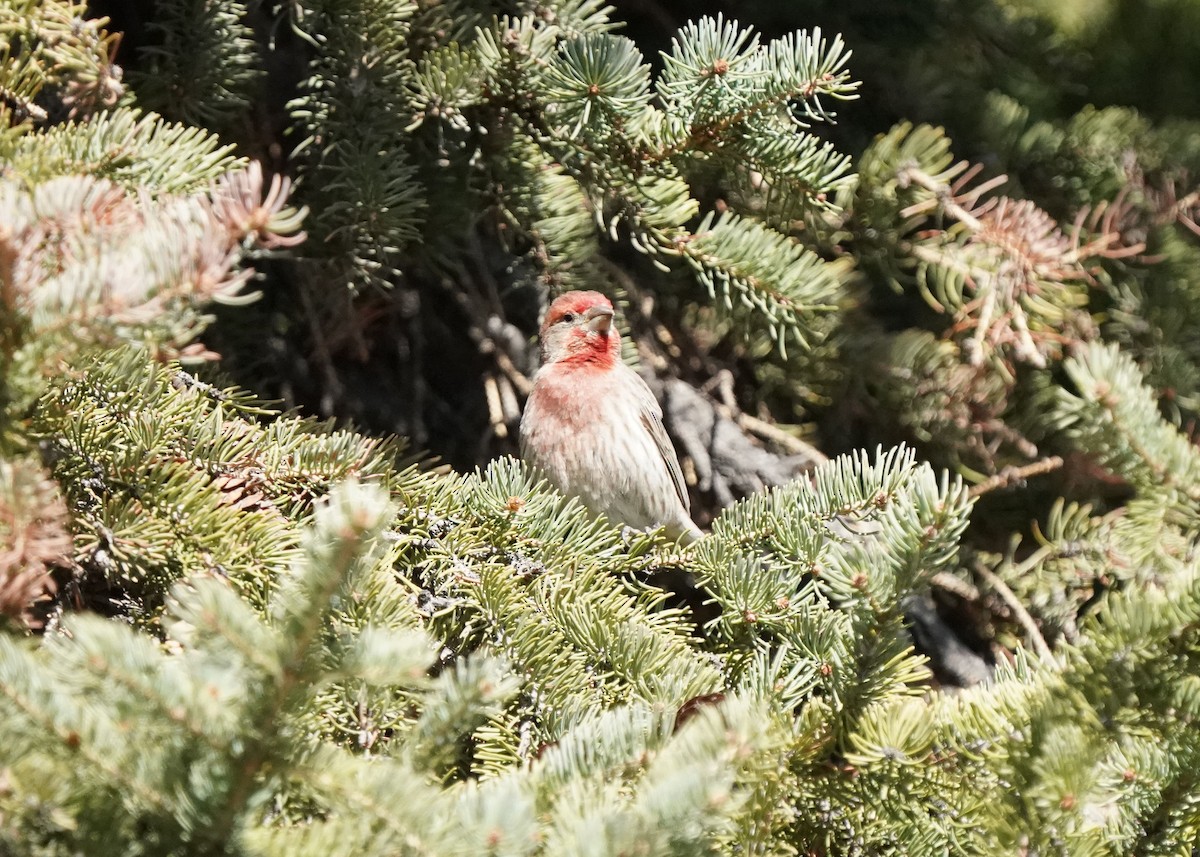 House Finch - Pam Hardy