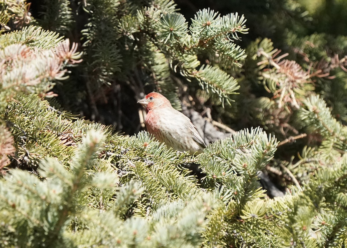 House Finch - Pam Hardy