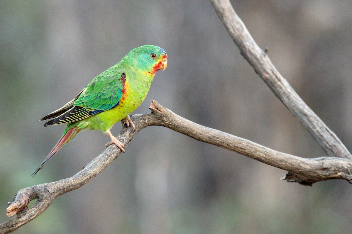 Swift Parrot - Anonymous