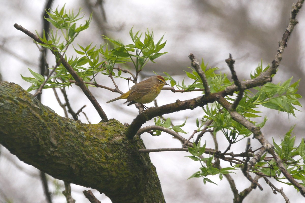 Palm Warbler - Sandeep Biswas