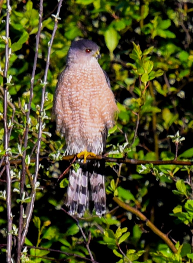 Cooper's Hawk - Barbara Maytom