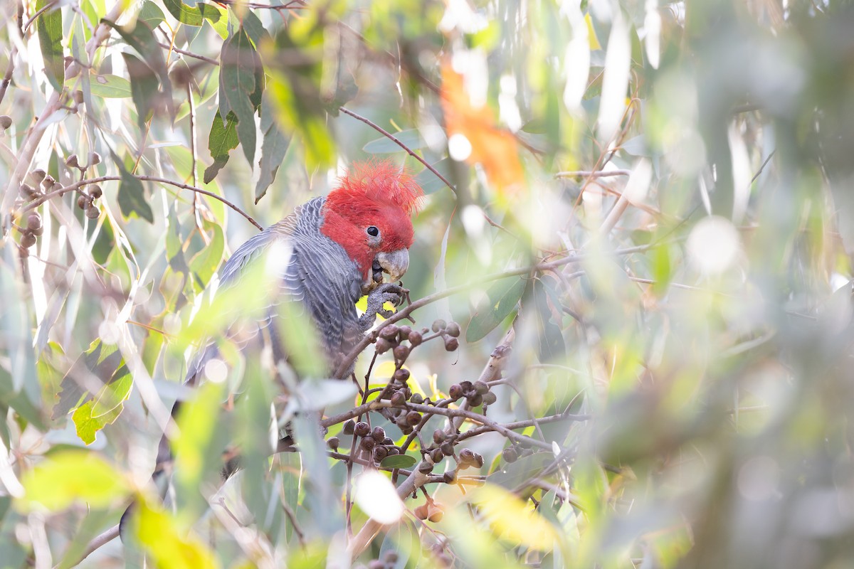 Gang-gang Cockatoo - ML618135542