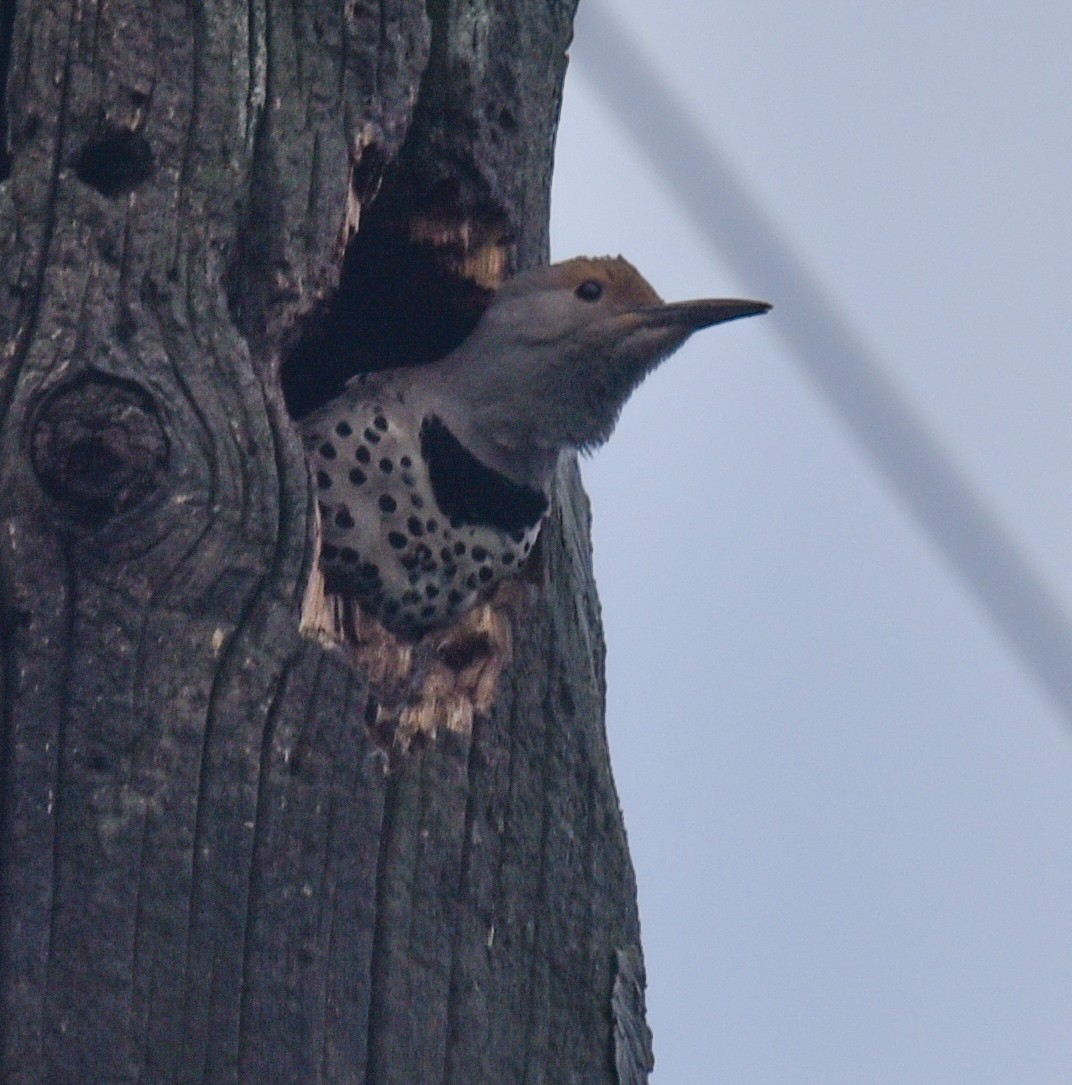 Northern Flicker - Barbara Maytom