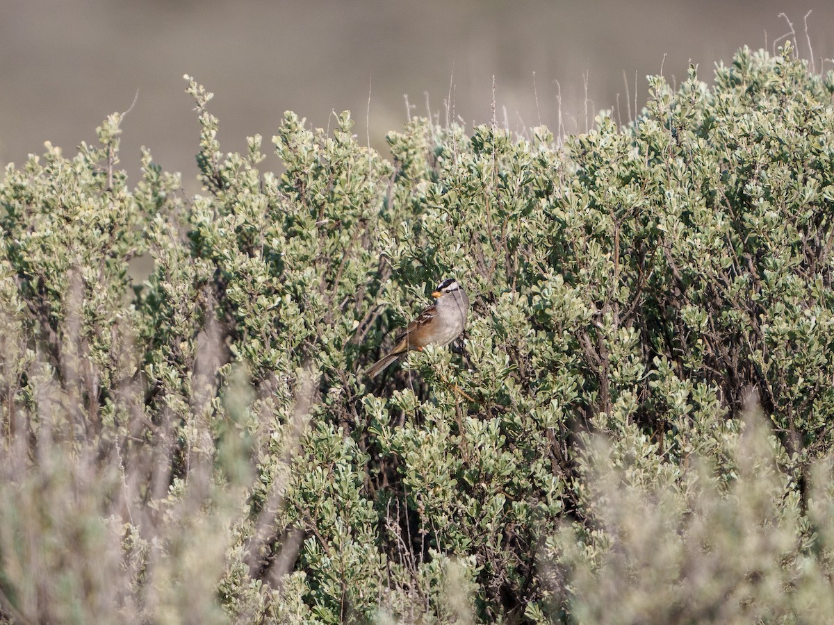 White-crowned Sparrow - Lisa Hansen