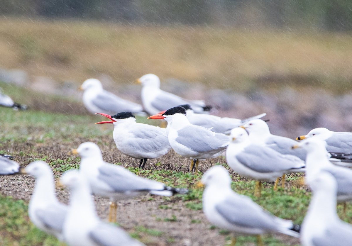 Caspian Tern - Ryan Emory