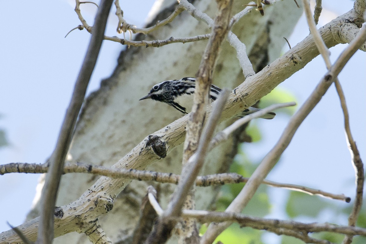 Black-and-white Warbler - Bridget Spencer