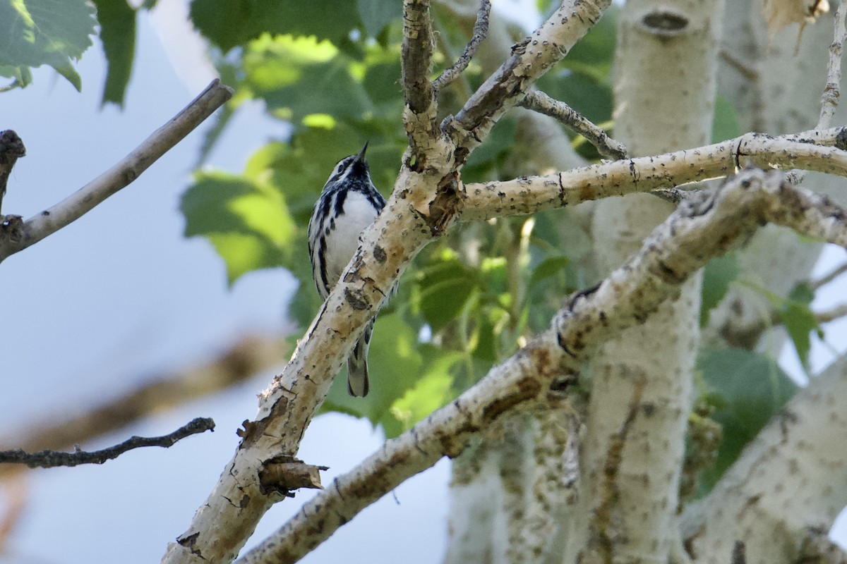 Black-and-white Warbler - Bridget Spencer