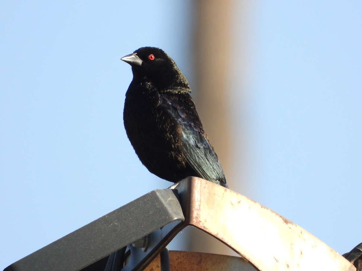 Bronzed Cowbird - BAJIO PROFUNDO