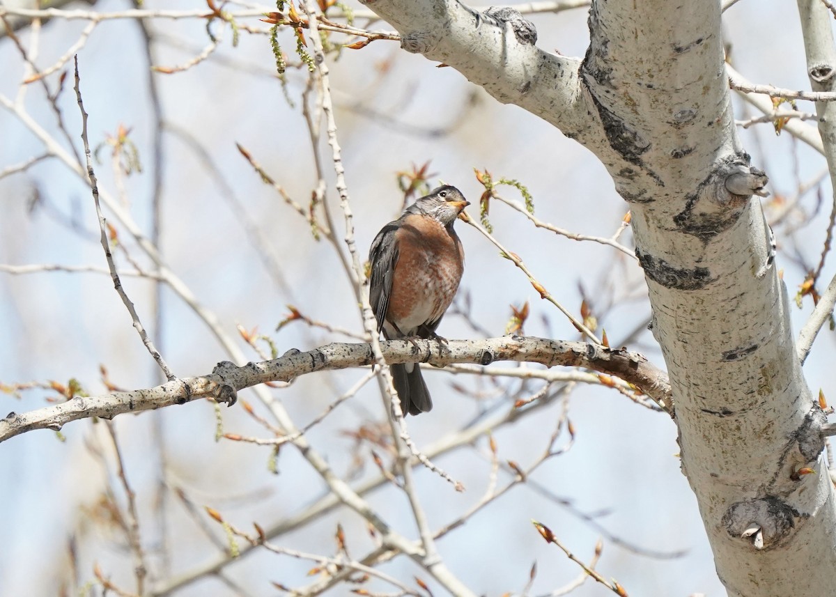 American Robin - Pam Hardy