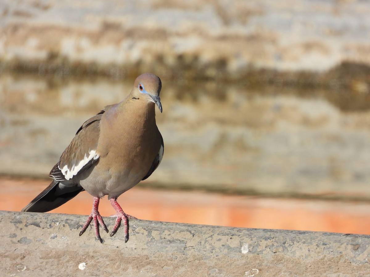 White-winged Dove - BAJIO PROFUNDO