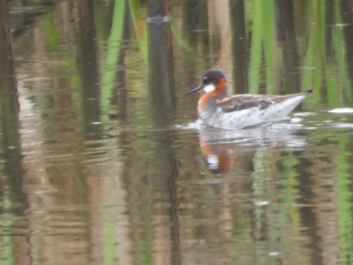 Red-necked Phalarope - Colby Neuman