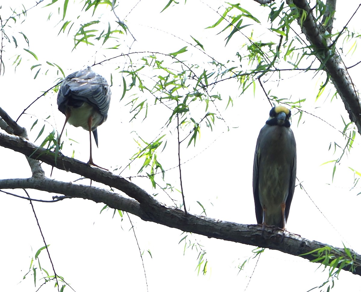 Yellow-crowned Night Heron - Jeff Blair