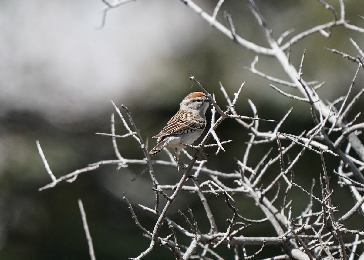 Chipping Sparrow - Pam Hardy