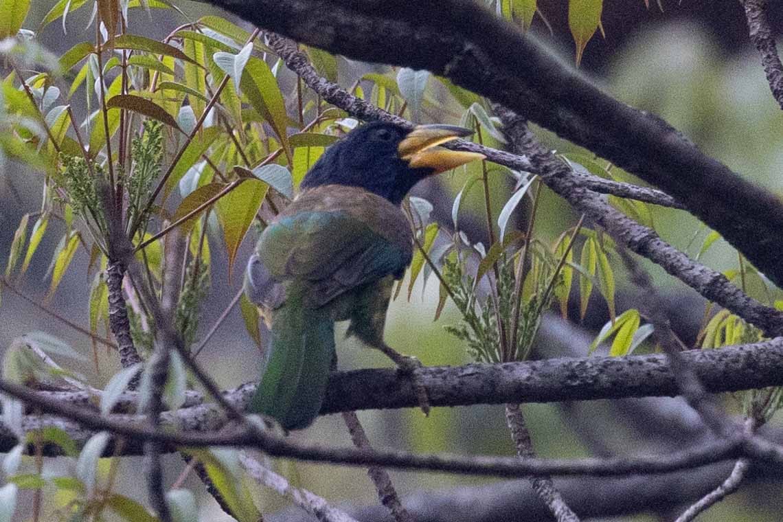 Great Barbet - Samanvitha Rao