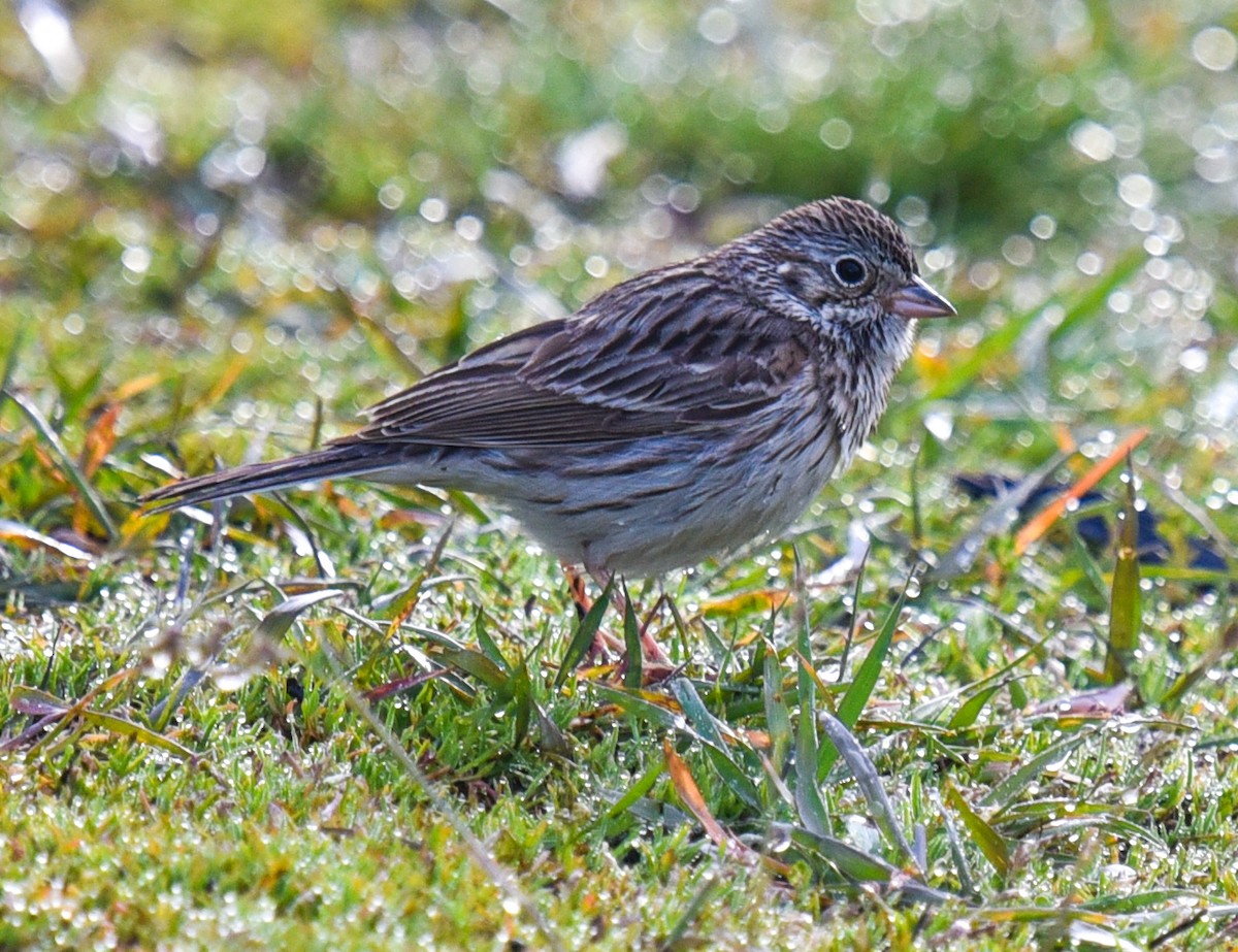 Vesper Sparrow - Barbara Maytom