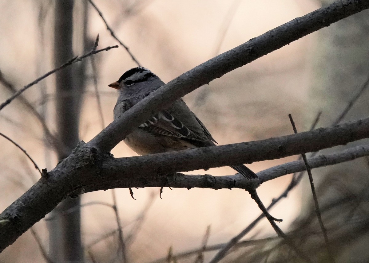 White-crowned Sparrow - Pam Hardy